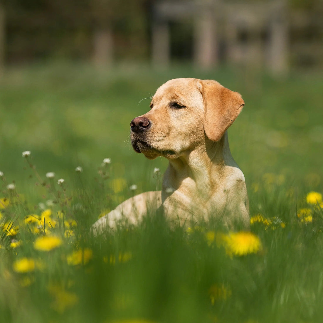 dog laying on a field with flowers