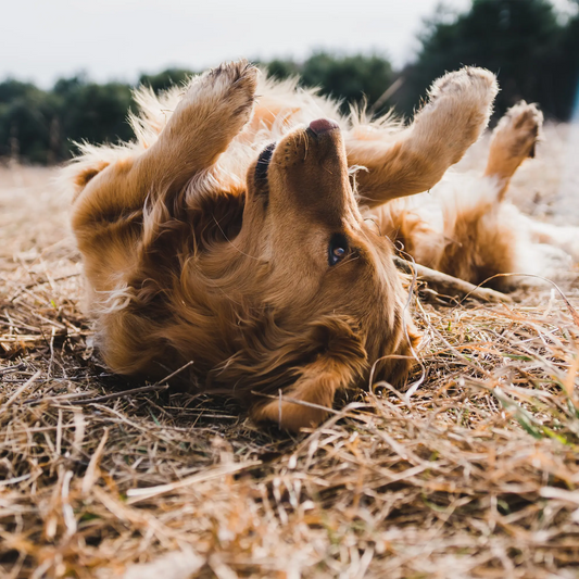 Dog upside down on field relaxing